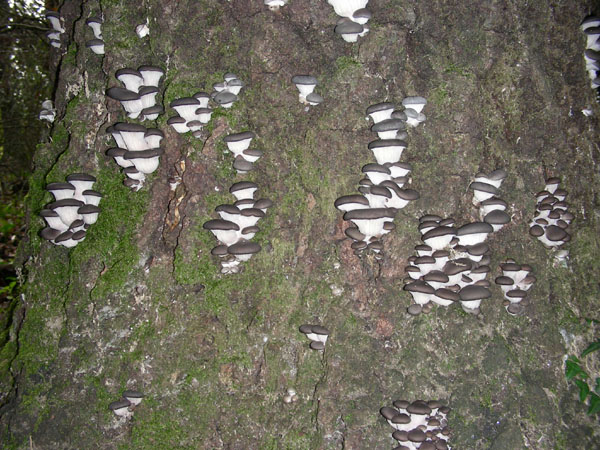 L''albero dei Pleurotus  21.11.08.