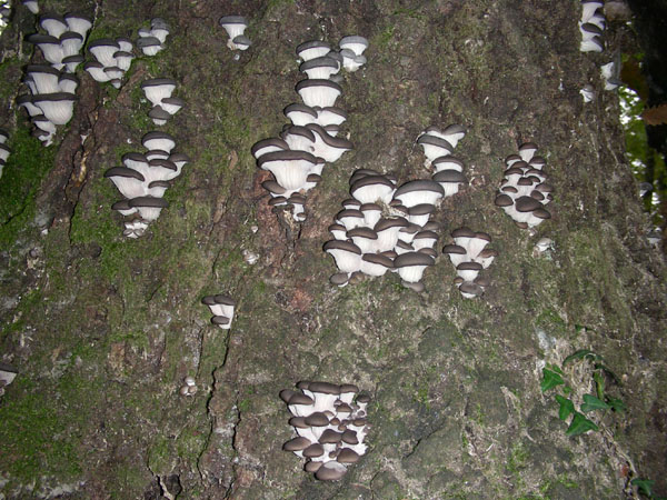 L''albero dei Pleurotus  21.11.08.