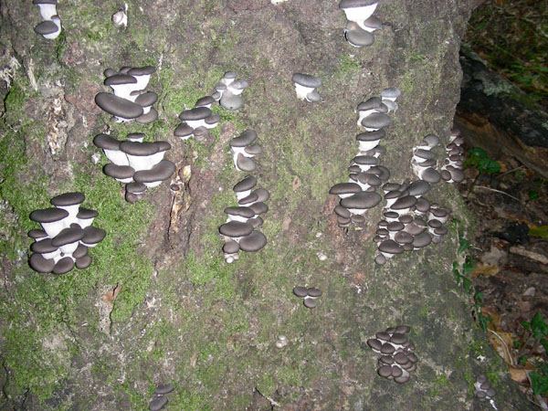 L''albero dei Pleurotus  21.11.08.