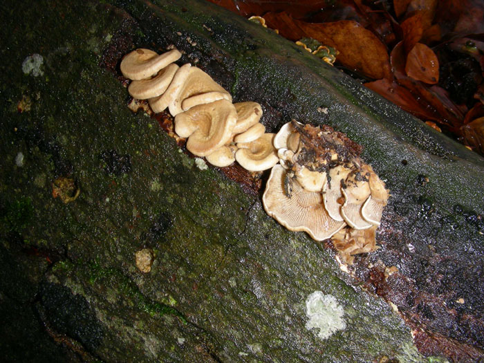 Legnicolo fotog.1.12.09.