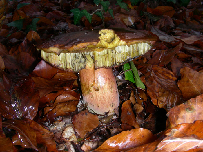 Boletus erythropus? fotog. 1.11.09