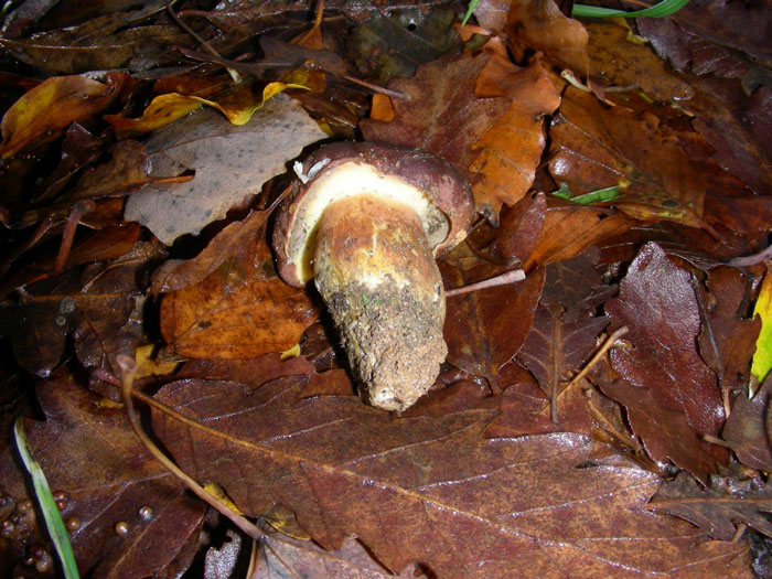 XEROCOMUS?FOTOG.1.12.09.