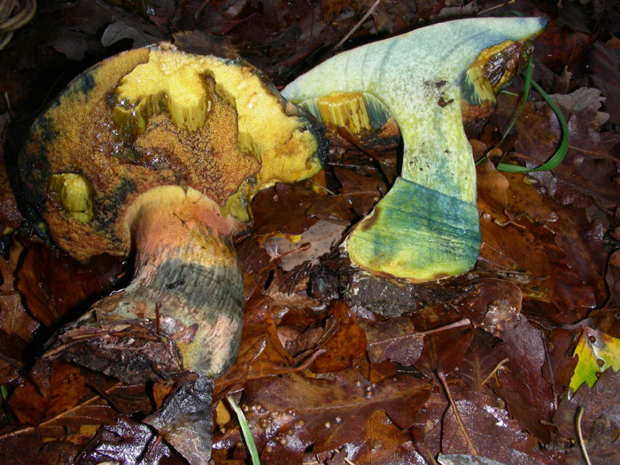 Boletus erythropus? fotog. 1.11.09