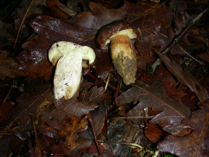 XEROCOMUS?FOTOG.1.12.09.