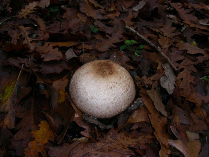 AGARICUS fotog.1.12.09.