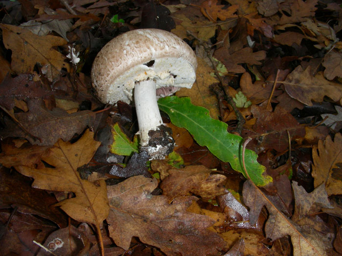 AGARICUS fotog.1.12.09.
