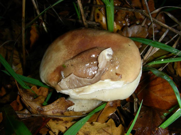 Due Boletus fotog. 25.11.08.