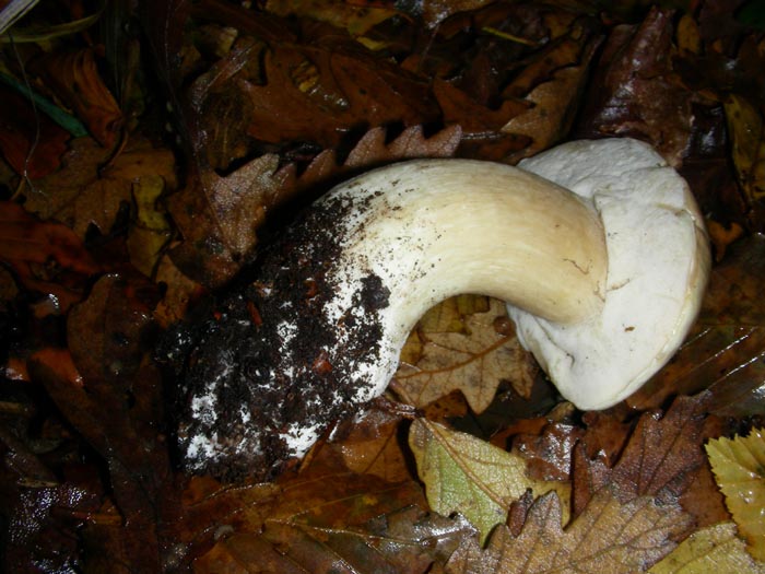 Due Boletus fotog. 25.11.08.