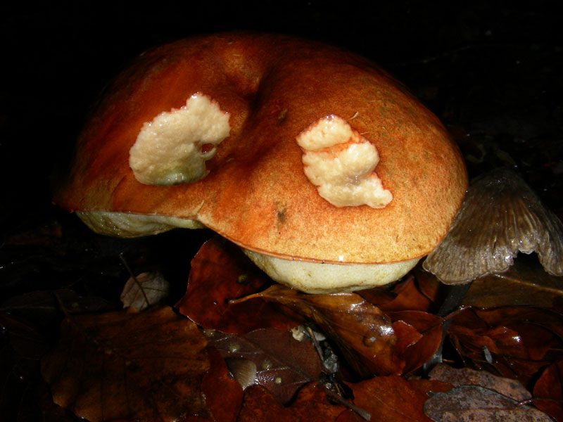 altro Leccino fotog. il 04.12.09.