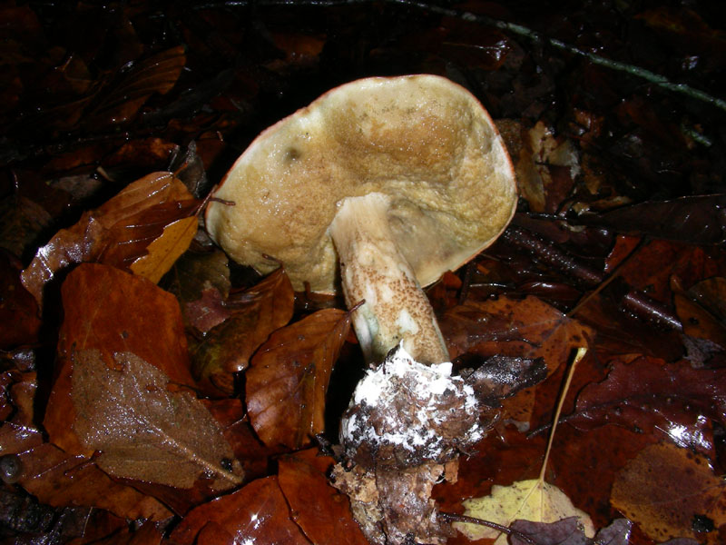 altro Leccino fotog. il 04.12.09.