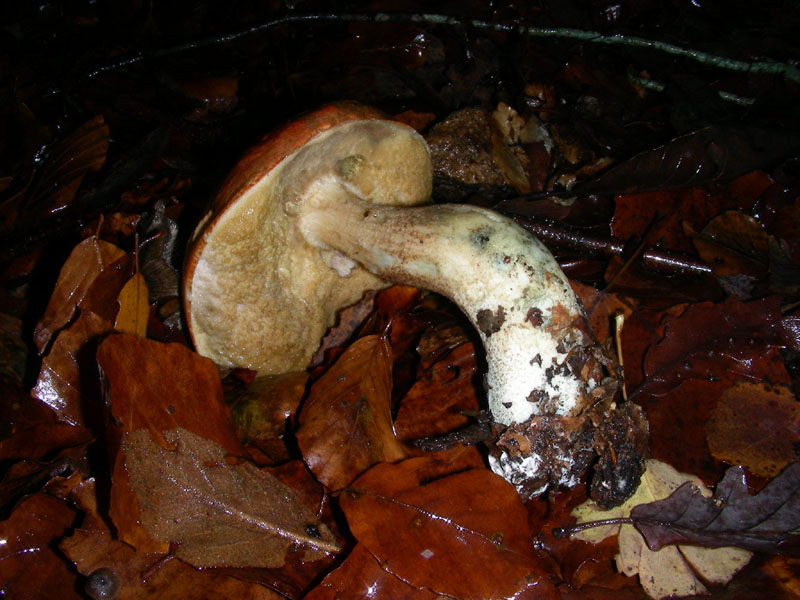 altro Leccino fotog. il 04.12.09.