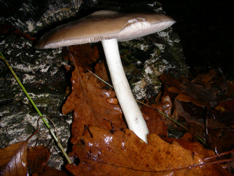 Pluteus fotog. 4.12.09.