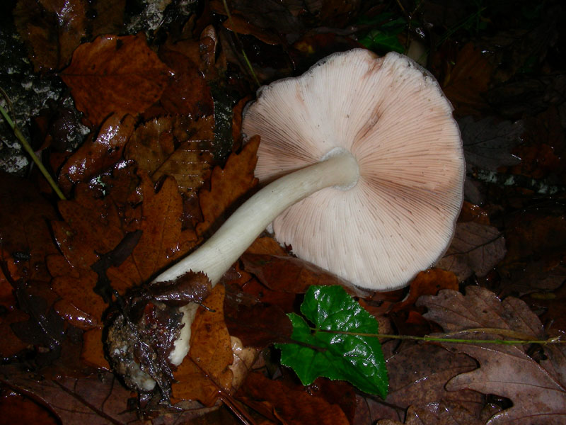 Pluteus fotog. 4.12.09.