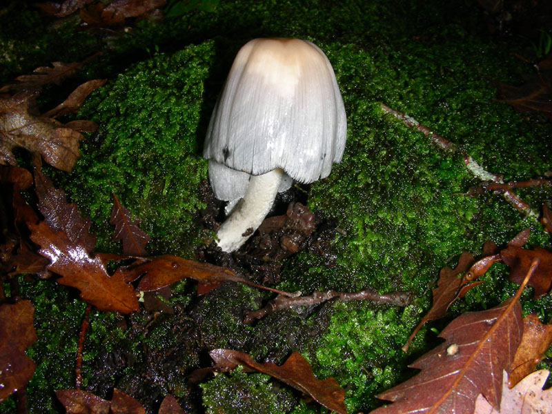 Coprinus