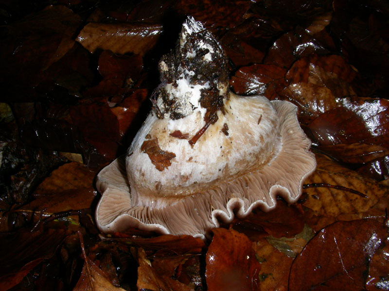 Cortinarius fotog.il 04.12.09.