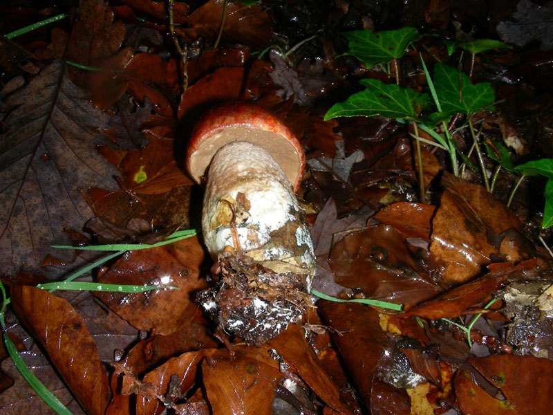 Leccino fotog. il 4.12.09.