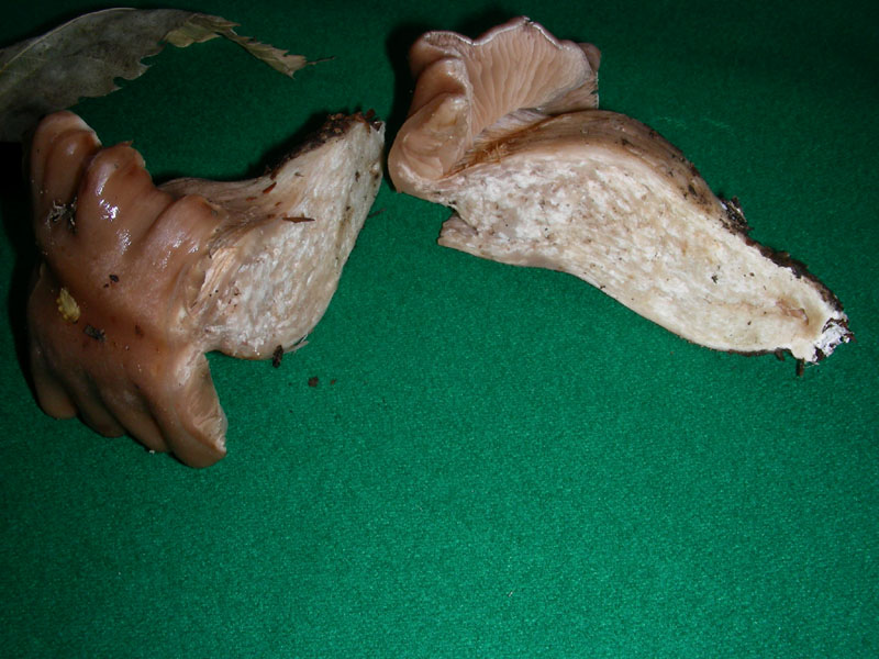 Cortinarius fotog.il 04.12.09.