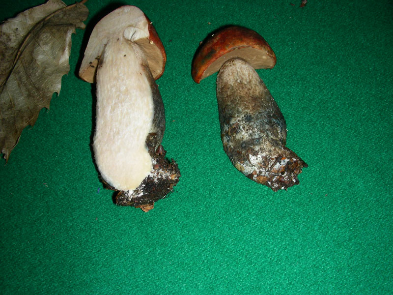 Leccino fotog. il 4.12.09.