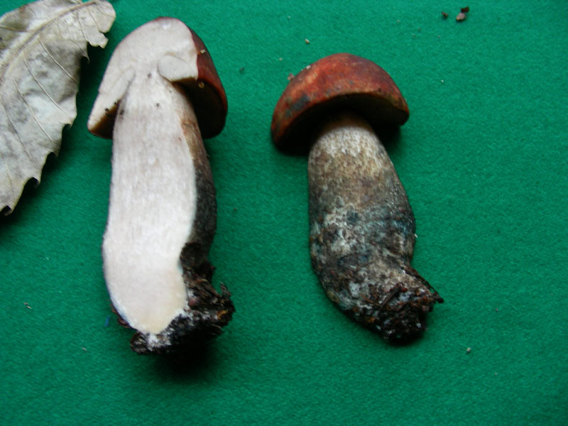 Leccino fotog. il 4.12.09.