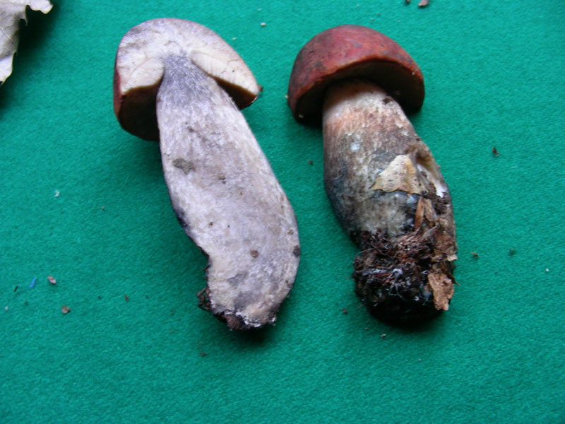 Leccino fotog. il 4.12.09.