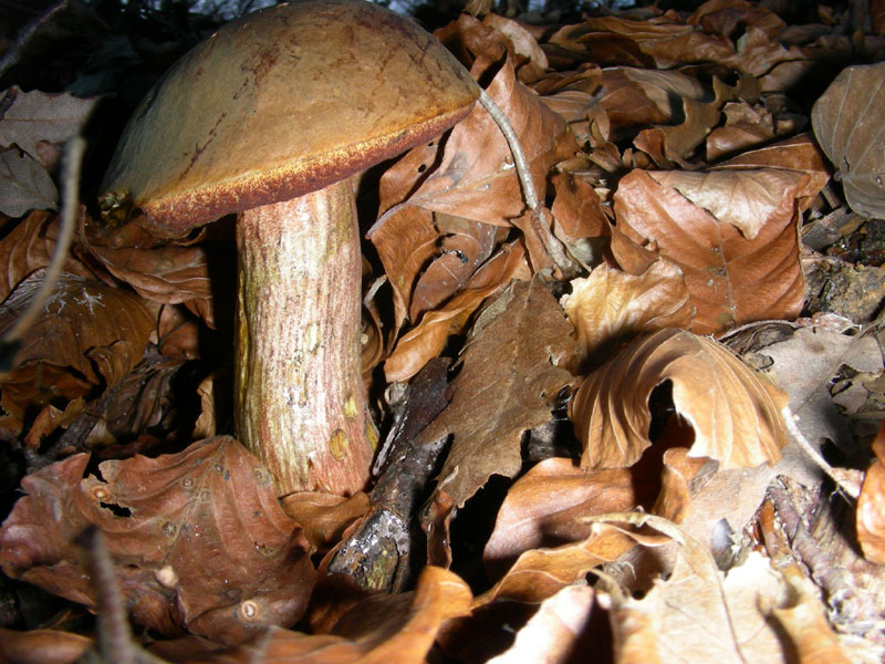 Boletus queletii ? fotog.il 12.12.09.