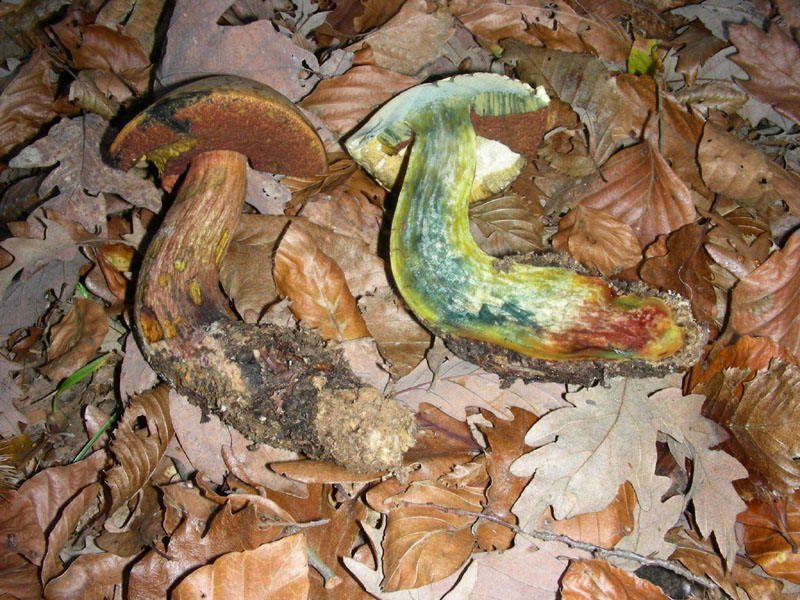 Boletus queletii ? fotog.il 12.12.09.