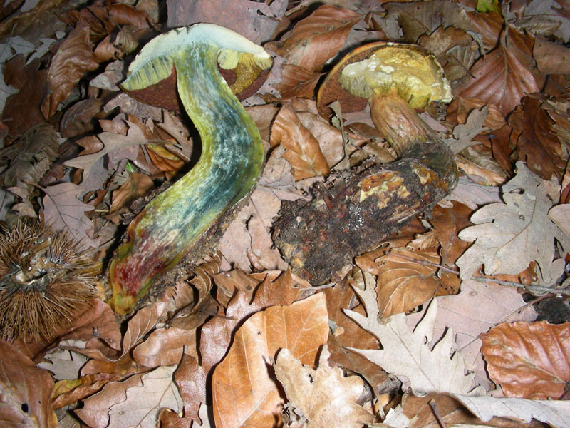 Boletus queletii ? fotog.il 12.12.09.