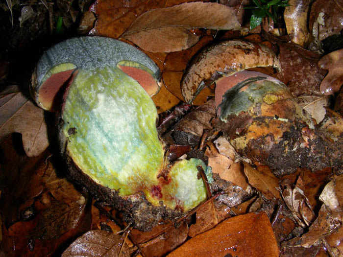 Boletus erythropus 28.11.08.