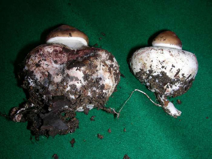 Macrolepiota sp. fotog. 28.11.08