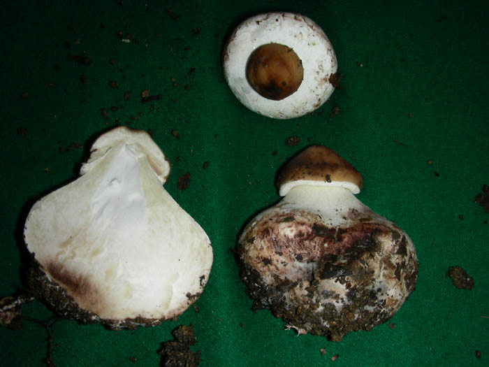 Macrolepiota sp. fotog. 28.11.08