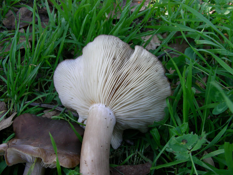 Lyophyllum conglobatum?  fotog.12.12.09