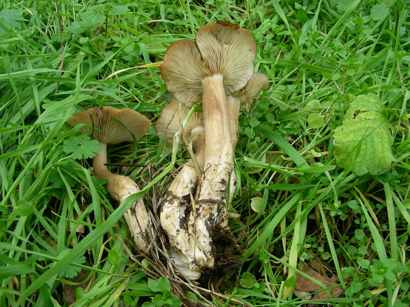 Lyophyllum.fotog.il 15.12.09.