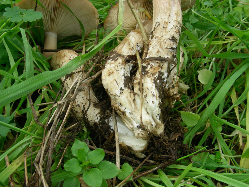 Lyophyllum.fotog.il 15.12.09.