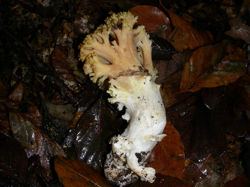 Ramaria fotog. 02.12.08