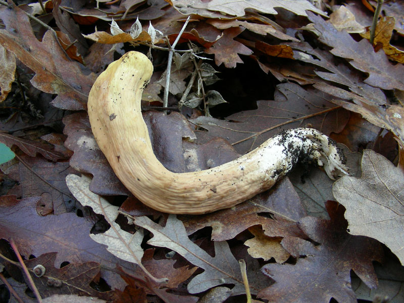 Alcuni ritrovamenti del 18.12.09.