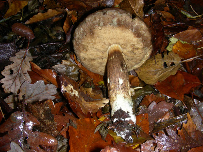 Leccino crocipodium? fotog.02.12.08.