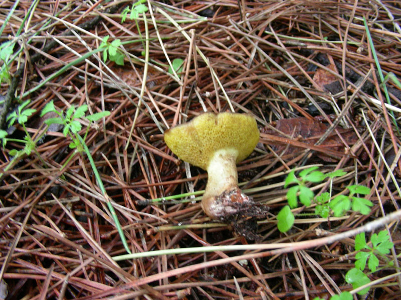 Suillus fotog.il 22.12.09.