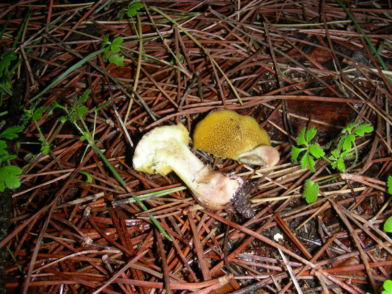 Suillus fotog.il 22.12.09.