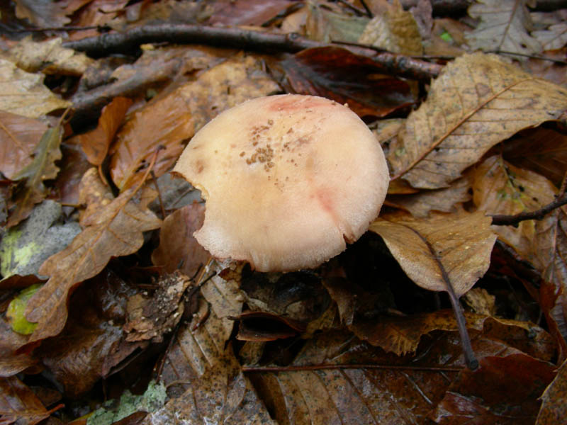 Amanita rubescens 05.12.08.