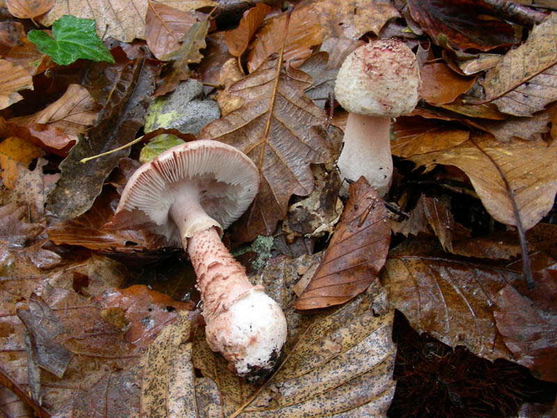 Amanita rubescens 05.12.08.