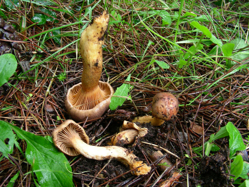 Da determinare fotog.il 22.12.09.