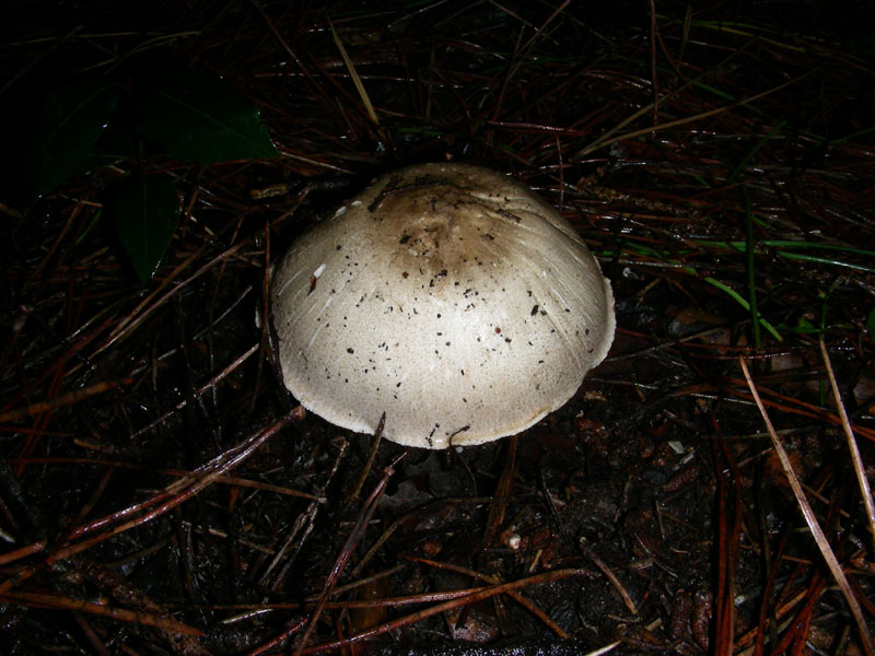 Altro Agaricus fotog.il 22.12.09.