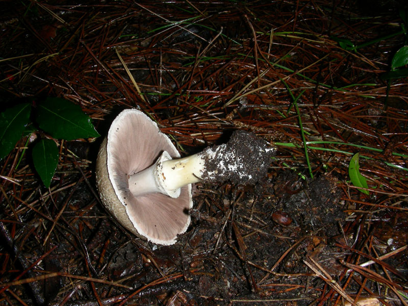 Altro Agaricus fotog.il 22.12.09.