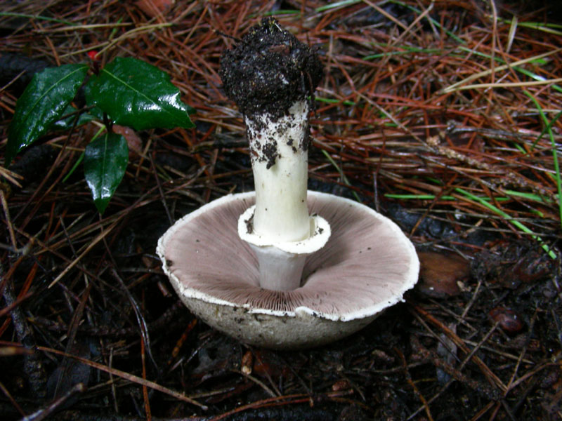 Altro Agaricus fotog.il 22.12.09.