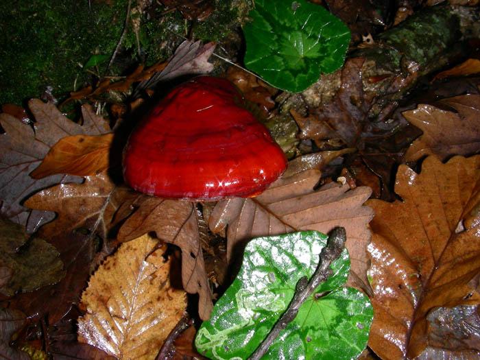 Ganoderma lucidum 05.12.08.