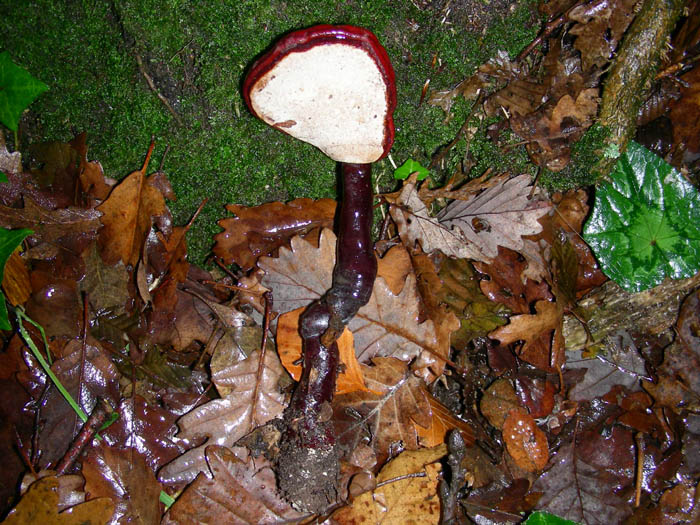 Ganoderma lucidum 05.12.08.