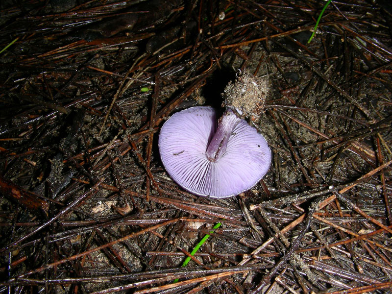 Lepsta nuda ?fotog.il 27.12.09.