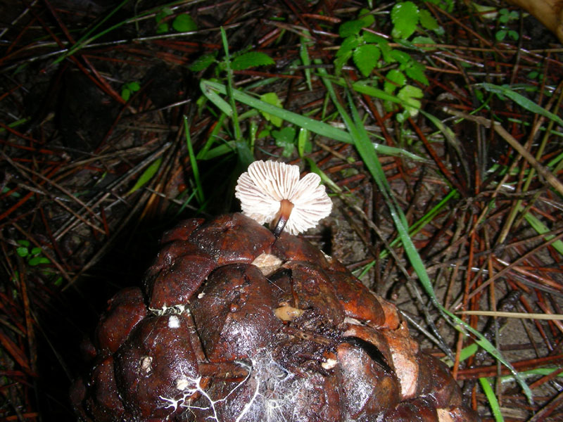 Fotogr.il 27.12.09.sotto pineta