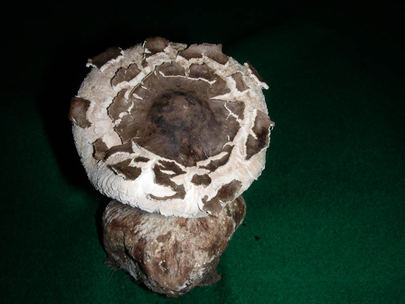 Macrolepiota sp. fotog. 28.11.08