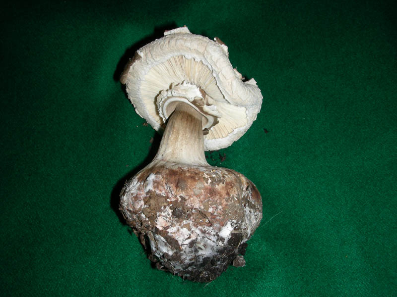 Macrolepiota sp. fotog. 28.11.08